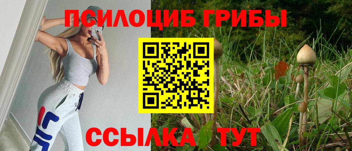 Псилоцибиновые грибы Psilocybine cubensis Тутаев